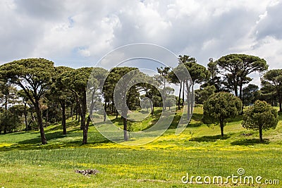 A beautiful forest in mugla Stock Photo