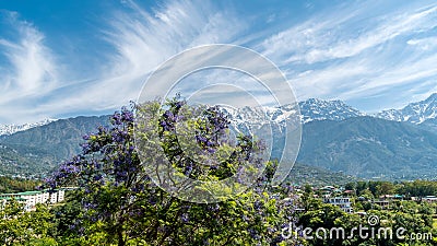 Dharamshala of Himachal Pradesh surrounded by cedar forests and Dhauladhar mountain range Stock Photo