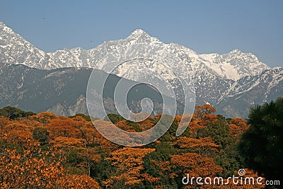 Dhauladhar Himalayas view from Tea Garden Stock Photo