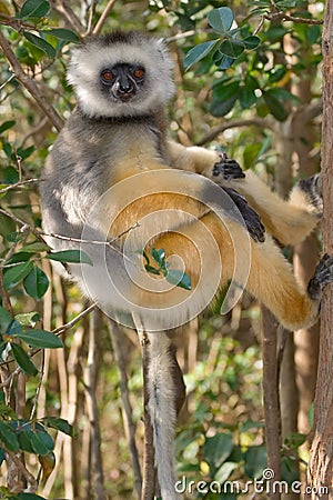 Diademed Sifaka Stock Photo