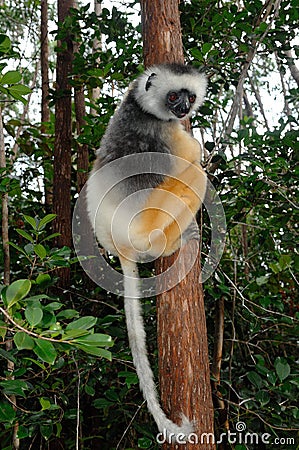 Diademed sifaka (Propithecus diadema) or diademed simpona Stock Photo