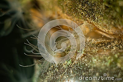 Diadumene lineata sea anemone, invasive alien sea predator macro, mytilaster mollusc, polyp move tentacle in water flow Stock Photo
