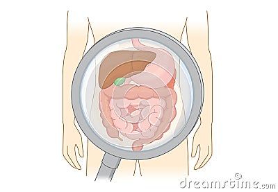 Diagnose human Digestive system with Magnifying glass. Vector Illustration