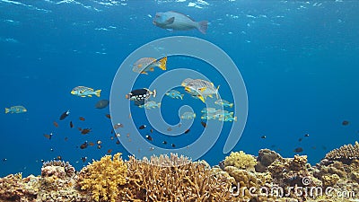 Diagonal banded sweetlips on a coral reef Stock Photo