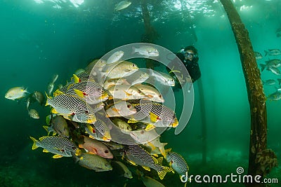 diagonal-banded sweetlips with vermiculate rabbitfish and onespot snapper Stock Photo