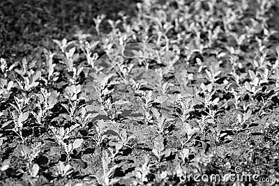 Diagonal black and white offsprings background Stock Photo