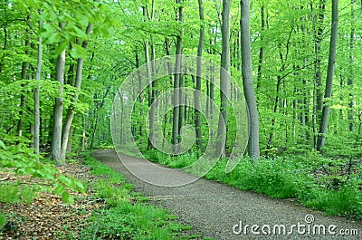 Diagonal forset path in a sping colored forest Stock Photo