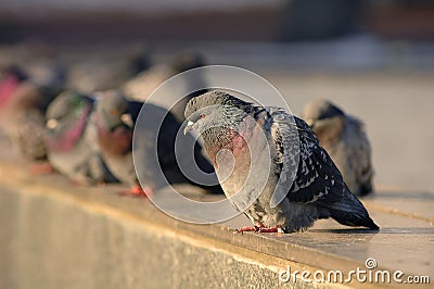 Diagonal view on gray doves city birds sitting on the street stone sidewalk. Dove portrait. City park birds of peace. City birds Stock Photo