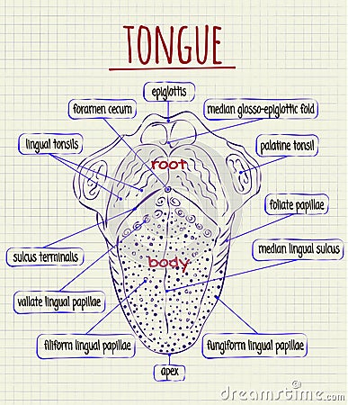 Diagram Of The Anatomy Of Human Tongue Stock Vector - Image: 59297591