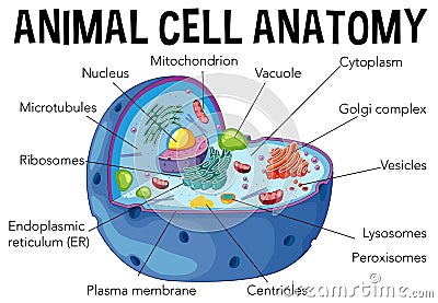 Diagram of animal cell anatomy Vector Illustration