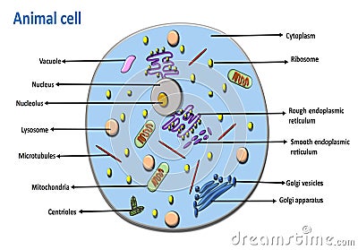 diagram of animal cell eukaryotic cell labeled Vector Illustration