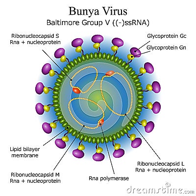 Diagram of Bunya virus particle structure Stock Photo