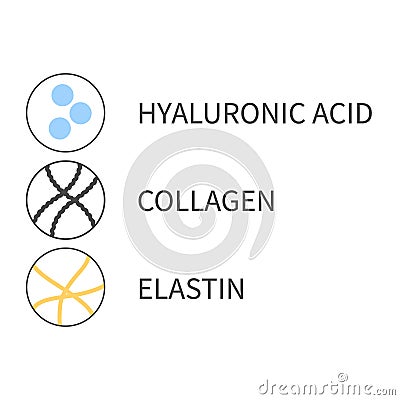 Diagram of collagen, elastin and hyaluronic acid cells Vector Illustration