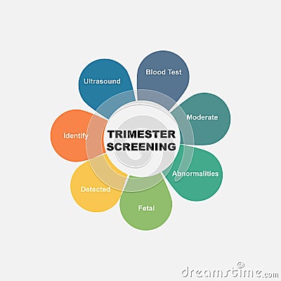 Diagram concept with Trimester Screening text and keywords. EPS 10 isolated on white background Vector Illustration