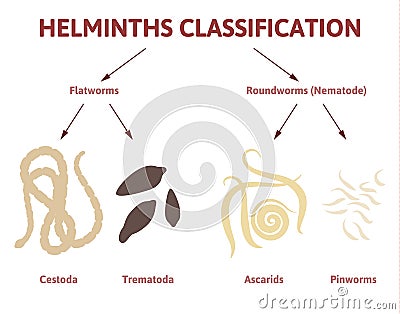 Diagram depicting the class of worms Vector Illustration