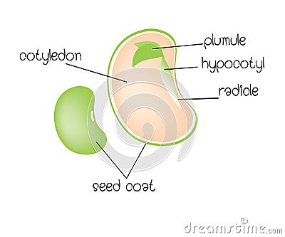 Diagram of a dicotyledon seed Vector Illustration