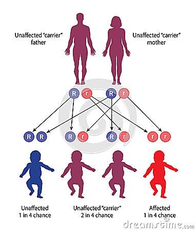 The mechanism of recessive genetic disease Vector Illustration