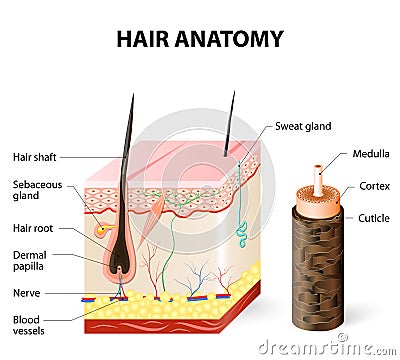 Diagram of a hair follicle in a cross section of skin layers Vector Illustration