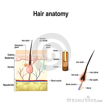 Diagram of a hair follicle in a cross section of skin layers Vector Illustration