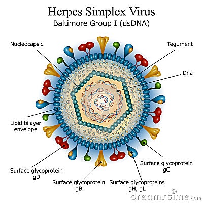 Diagram of Herpes simplex virus particle structure Vector Illustration