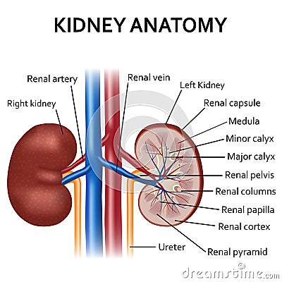 Diagram of human kidney anatomy. Vector Illustration