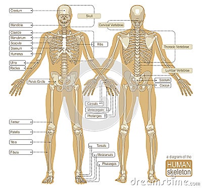 A diagram of the human skeleton Vector Illustration