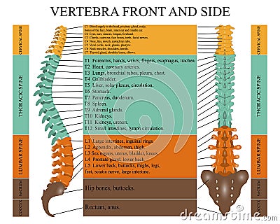 Diagram of a human spine in front and side with the name and description of all sections of the vertebrae, vector illustration. Vector Illustration