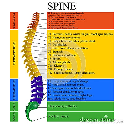 Diagram of a human spine with the name and description of all sections of the vertebrae, vector illustration. Vector Illustration