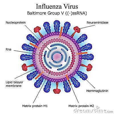 Diagram of Influenza virus particle structure Vector Illustration