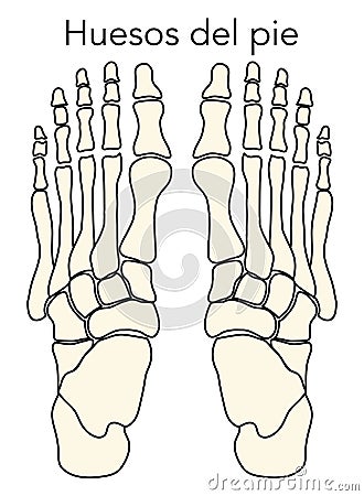 Diagram or infographic of the bones that make up a foot from an aerial view Vector Illustration