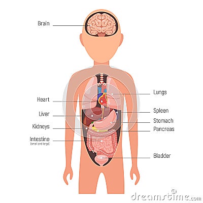 Diagram internal organs Vector Illustration