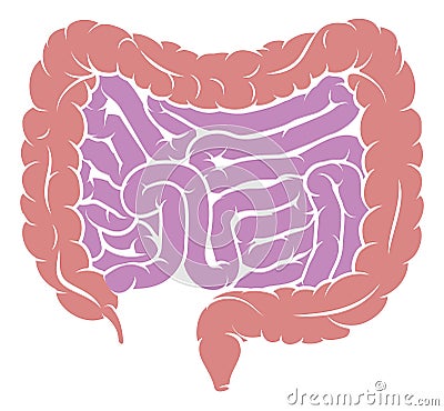 Diagram of Intestine Gut Digestive System Vector Illustration