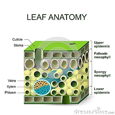 Diagram of leaf structure Vector Illustration