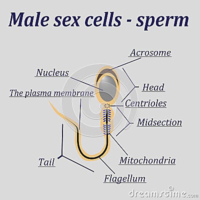 Diagram of the male sex cells - sperm Vector Illustration