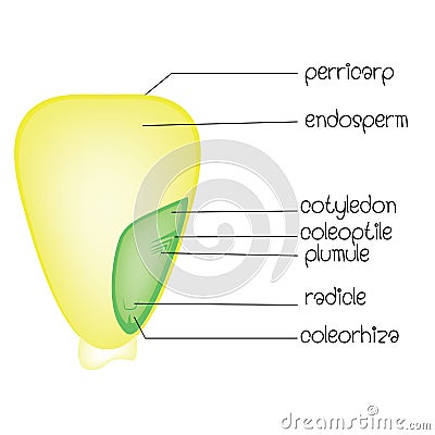 Diagram of a monocotyledon seed Vector Illustration