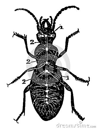 Diagram of Nervous System of a Beetle vintage illustration Vector Illustration