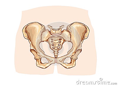 Diagram of the pelvic girdle labeled Vector Illustration