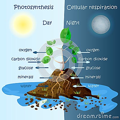 Diagram of plant photosynthesis. Photosynthesis explanation science. Vector Illustration