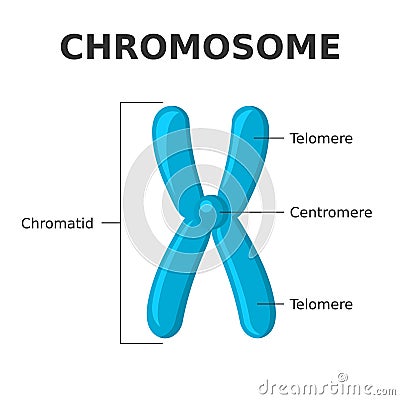 Chromosome parts. Structure of a chromosome. Centromere, telomere, chromatids. Vector Illustration