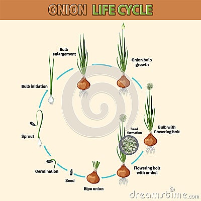 Diagram showing onion life cycle Vector Illustration