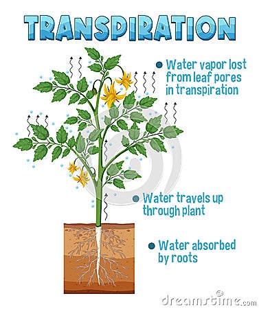 Diagram showing plant transpiration Vector Illustration