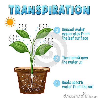 Diagram showing plant transpiration Vector Illustration