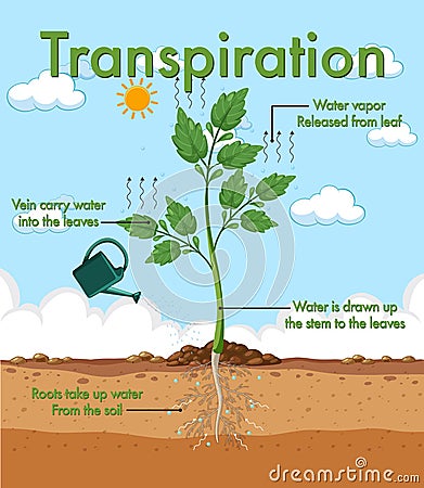 Diagram showing plant transpiration Vector Illustration