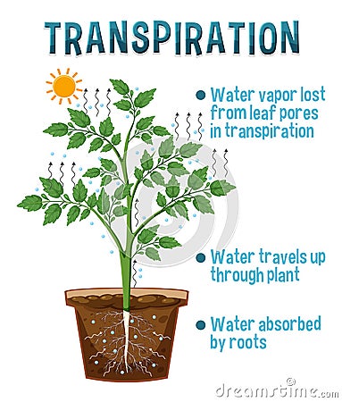 Diagram showing plant transpiration Vector Illustration