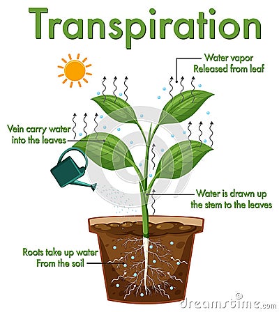 Diagram showing plant transpiration Vector Illustration