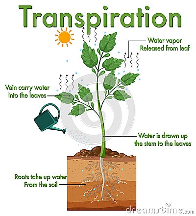 Diagram showing plant transpiration Vector Illustration