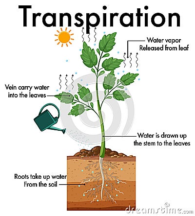 Diagram showing plant transpiration Vector Illustration