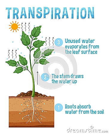 Diagram showing plant transpiration Vector Illustration