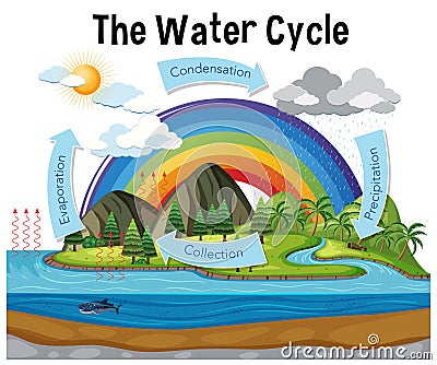 Diagram showing water cycle with rainfall and ocean Vector Illustration