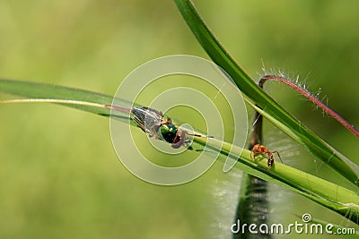 Common green bottle fly and weaver ant Stock Photo